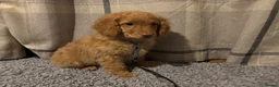 Cockapoo dogs for sale: 🐶8 Beautiful Cockapoo puppies🐶 - Advert 25
