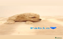Miniature Poodle dogs for sale: Miniature Poodle  - Advert 7