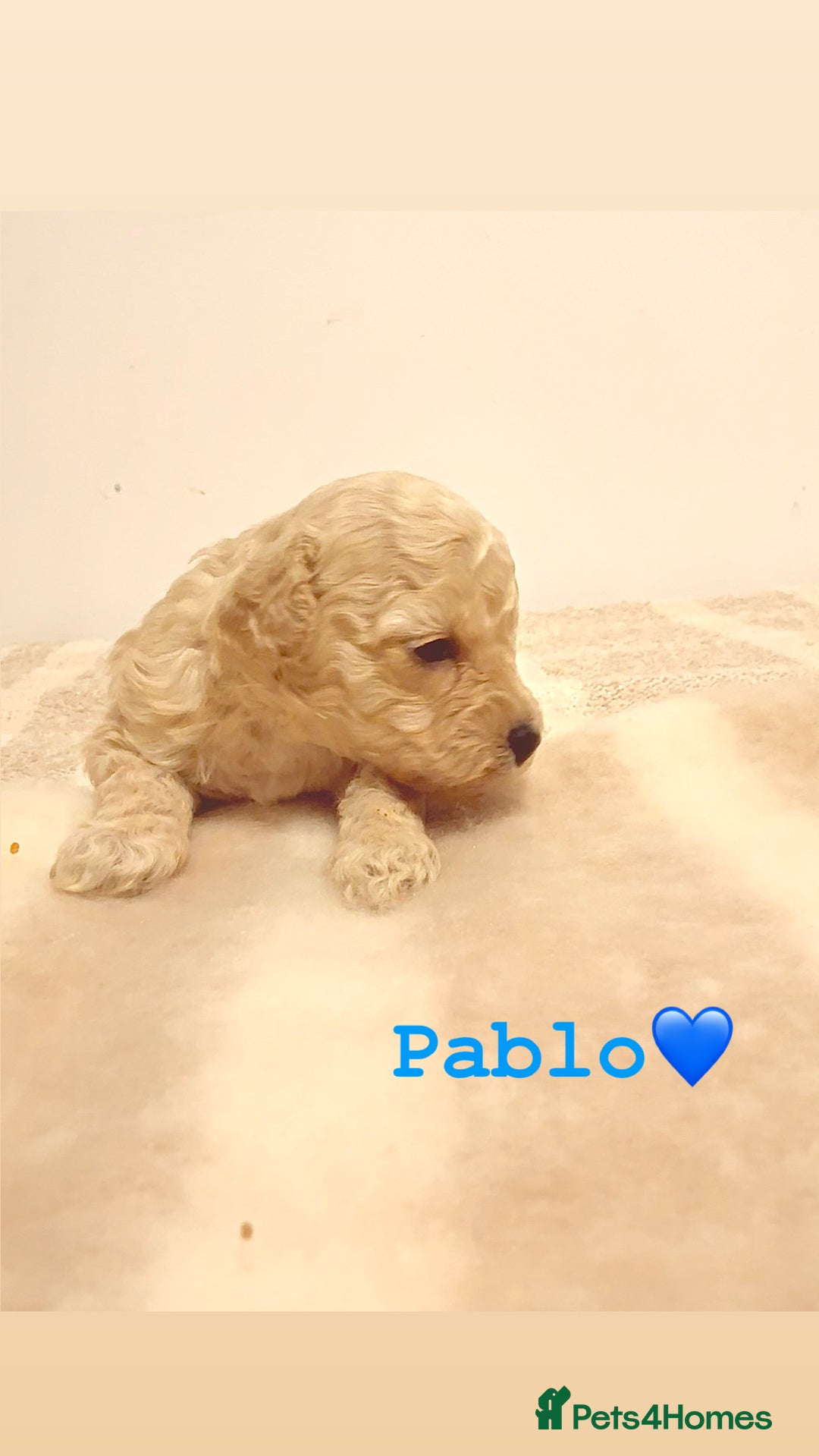 Miniature Poodle dogs for sale: Miniature Poodle  - Advert 7