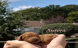 Cockapoo dogs for sale: Gorgeous F2B Cockapoos - Image 4