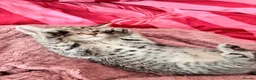 Mixed Breed cats for sale: Female grey brown tabby  - Advert 7