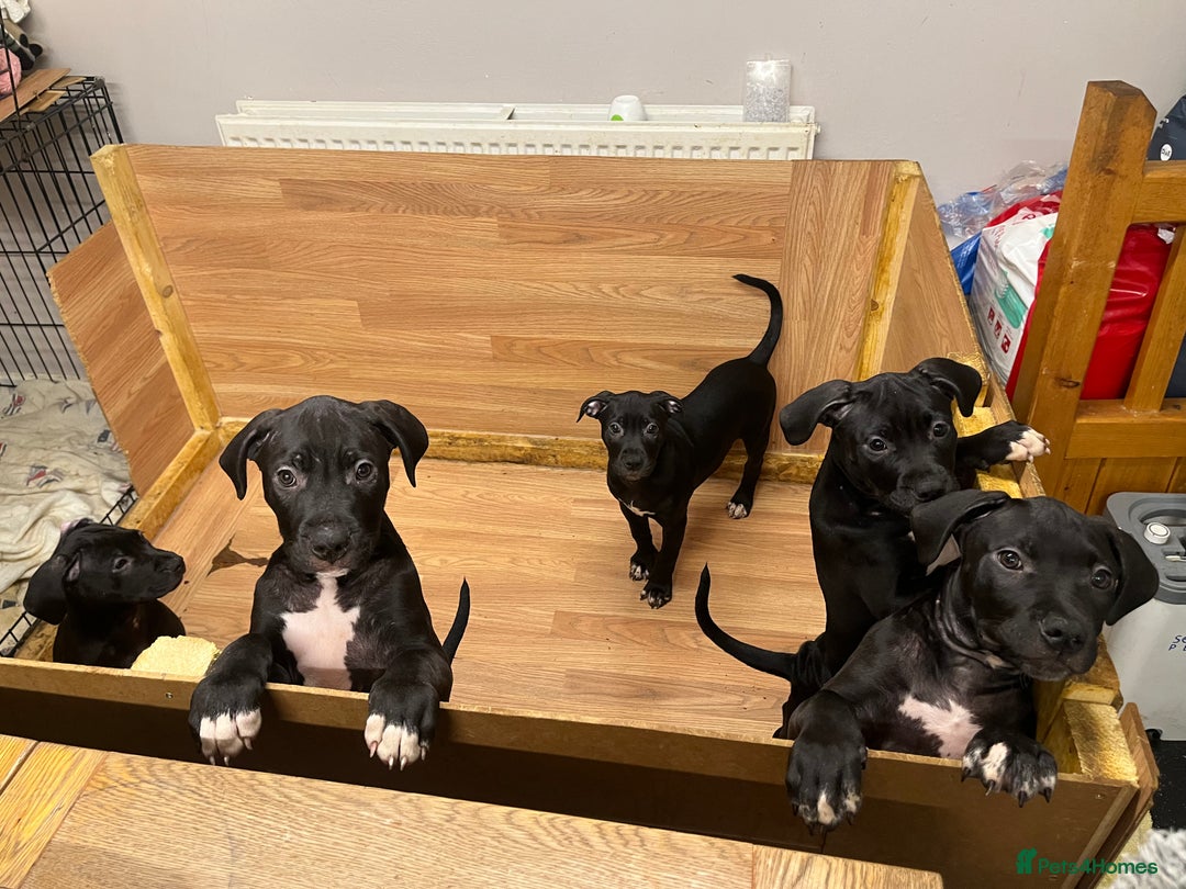 Mixed Breed dogs for sale: Boerboel cross with American bulldog - Advert 1