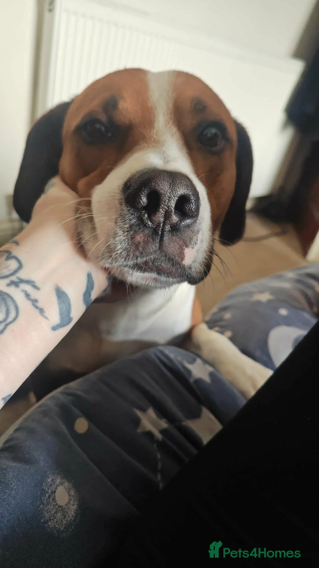 Mixed Breed dogs for sale: Loveable family dog for rehoming  in Bedworth - Advert 3