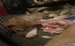 Huskita dogs for sale: Beautiful Female Huskita puppy - Image 10