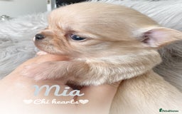 Chihuahua dogs for sale: Long coat girl and boy available  - Image 1