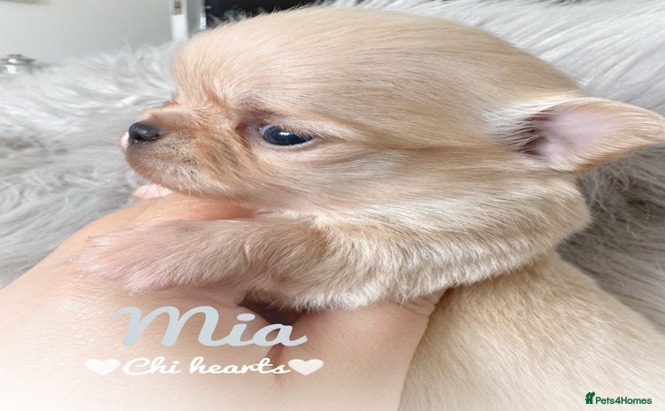 Chihuahua dogs - Advert 4