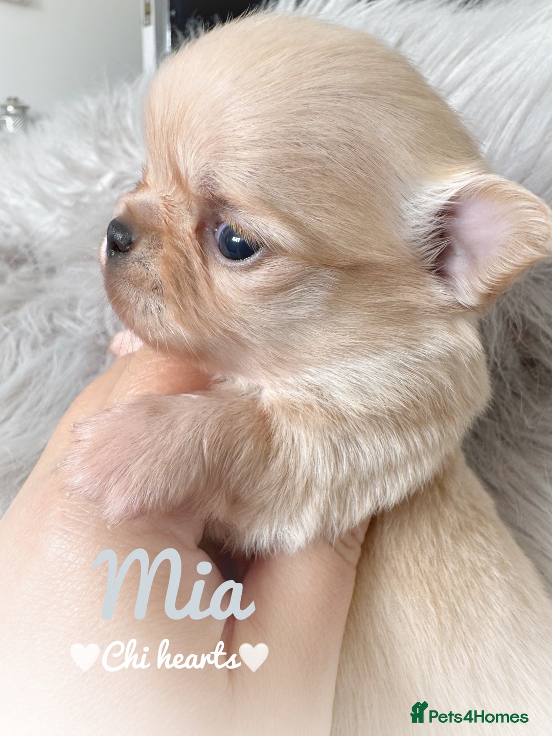 Chihuahua dogs for sale: Long coat girl and boy available  - Image 1
