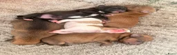 Mixed Breed dogs for sale: 5 jack Russel mix puppies - Advert 13