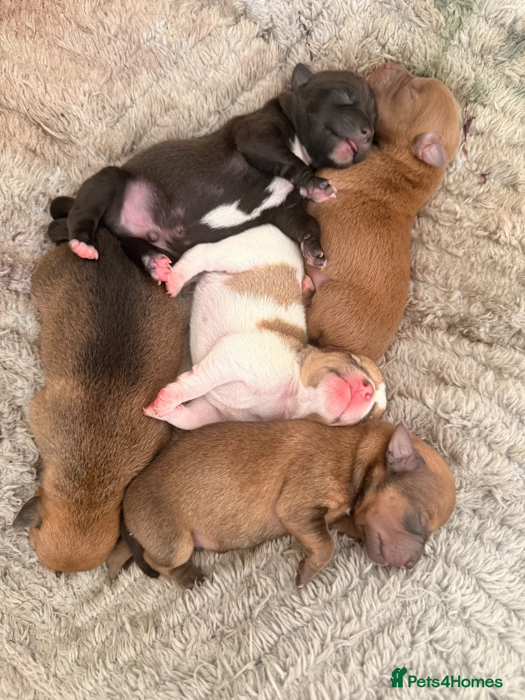 Mixed Breed dogs for sale: 5 jack Russel mix puppies - Advert 13