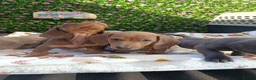 Miniature Dachshund dogs for sale: A QUALITY LITTER MINI KC REG HEALTH TESTED - Advert 5