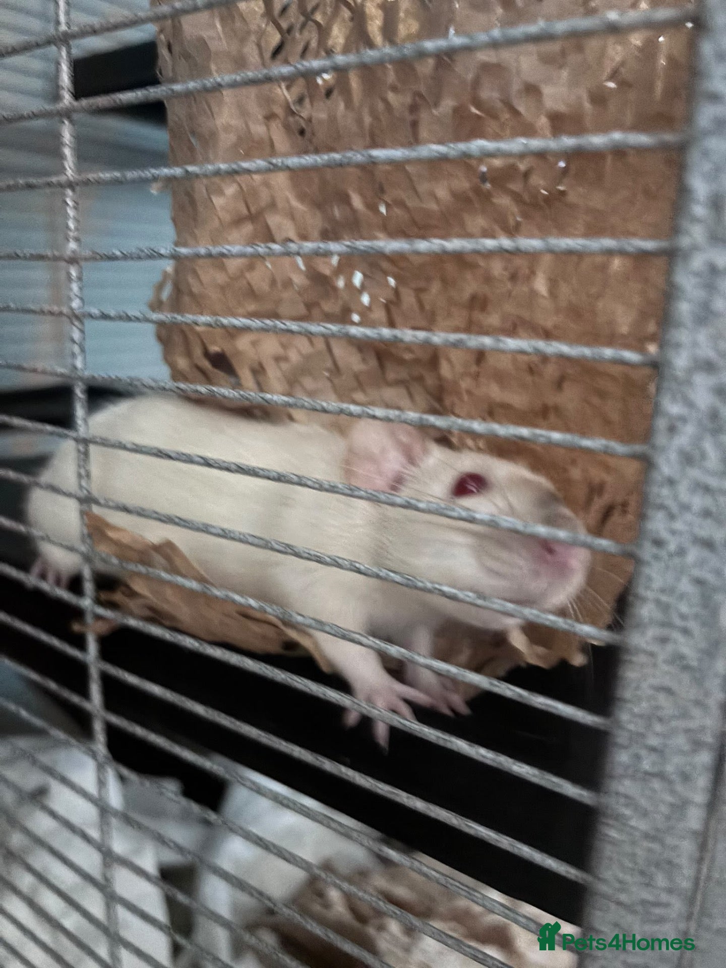 Rat rodents Two female rats and enclosure for sale  - Advert 1