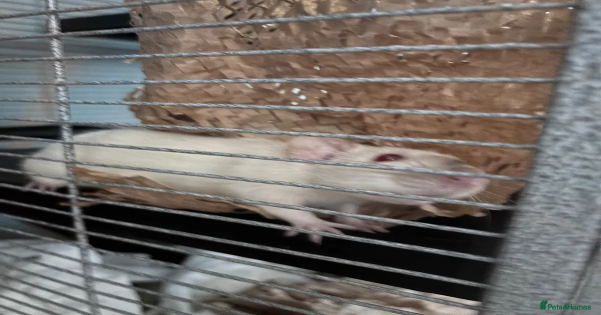 Rat Rodents for sale in Wales | Pets4Homes