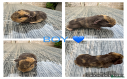 Guinea Pig rodents for sale: Purebred Teddy,Funky+smooth piggy’s (Boys+Girls) - Image 4