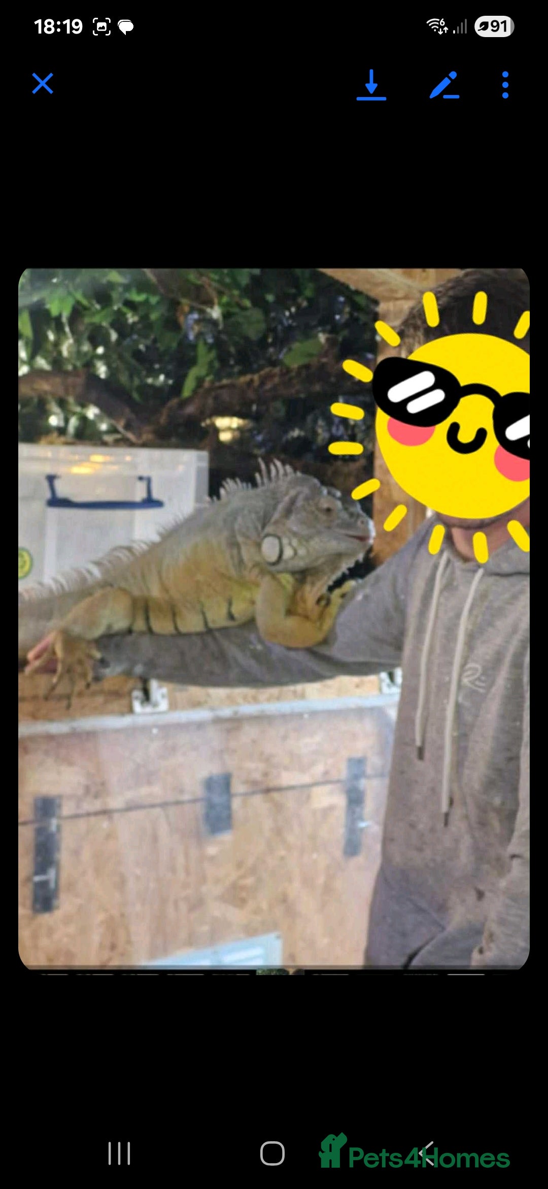 Iguana reptiles for sale: 10yr old male green iguana - Image 3