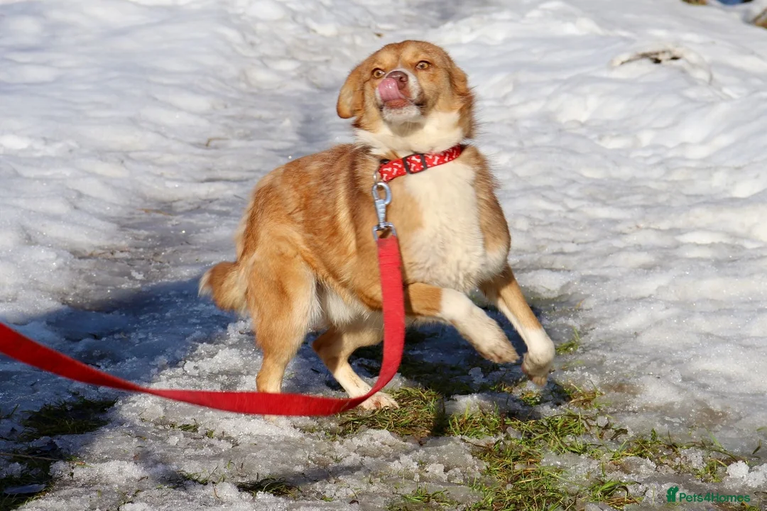 Mixed Breed dogs for adoption: ❤️🐶 RED – A Little Adventurer With A Big Heart 🐶 - Advert 2