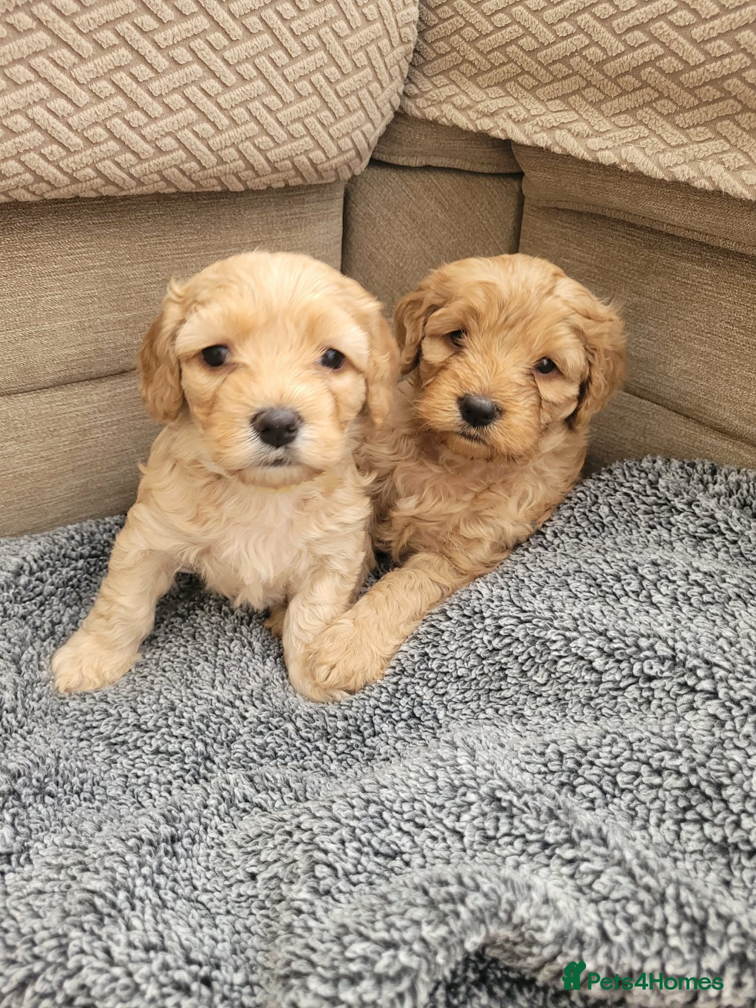 Mixed Breed dogs Female Cavapoochon puppies - Advert 5