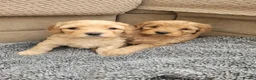 Mixed Breed dogs for sale: Female Cavapoochon puppies in Merthyr Tydfil - Advert 1