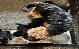 Welsh Terrier dogs for sale: KC Reg PLL Clear Welsh Terrier Male Puppy - Image 3