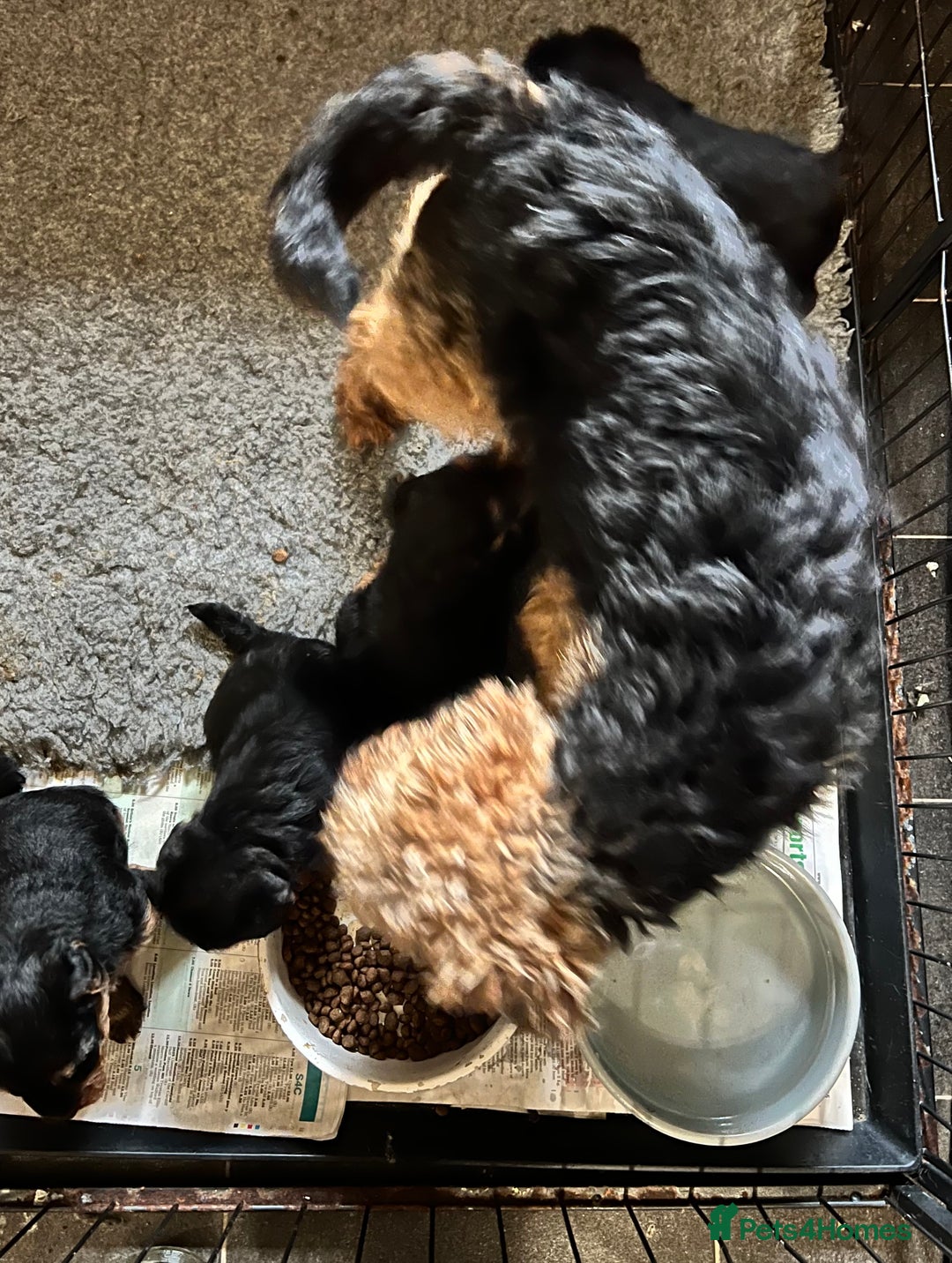Welsh Terrier dogs for sale: KC Reg PLL Clear Welsh Terrier Male Puppy - Image 3