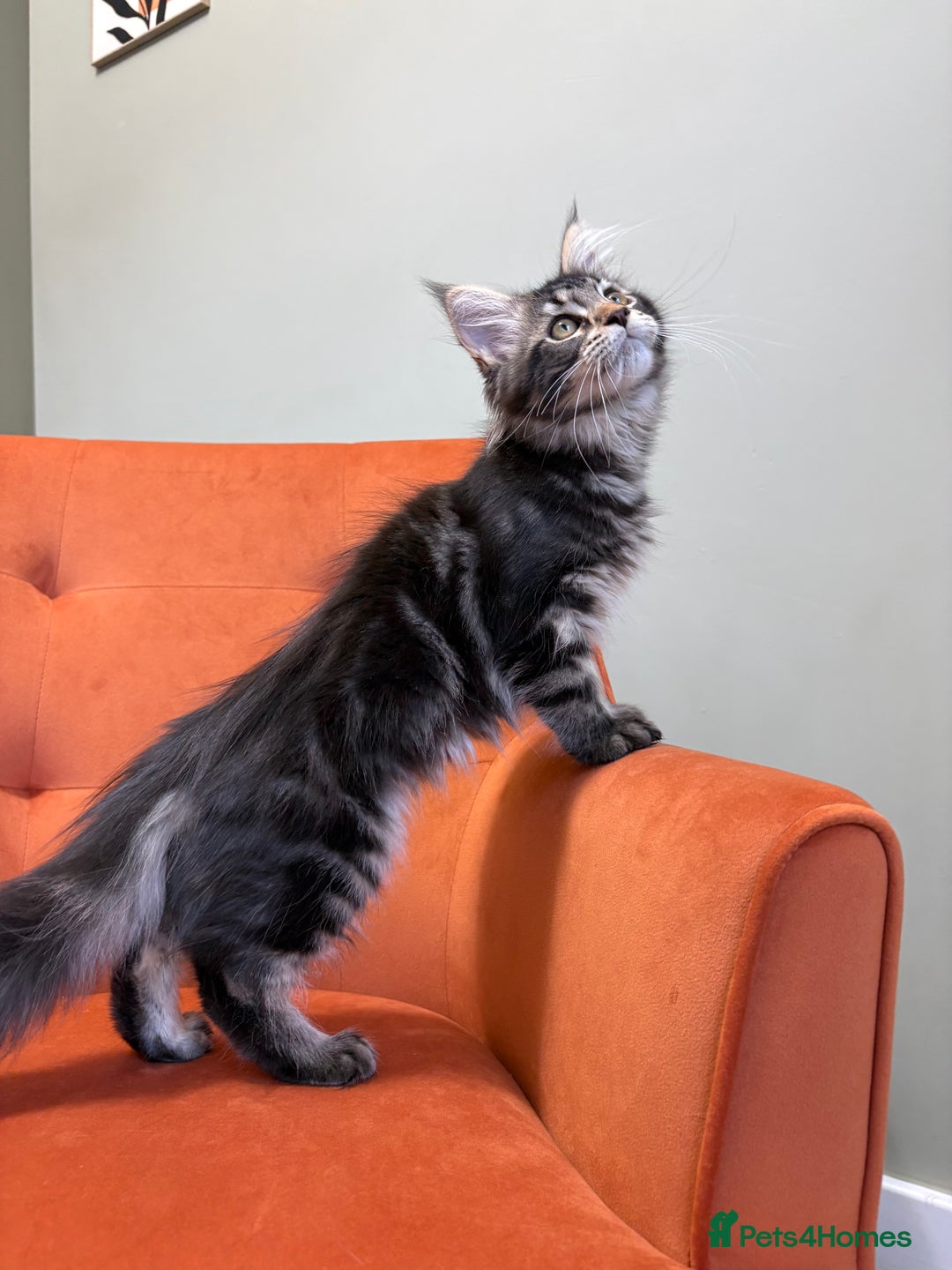 Maine Coon cats for sale: ✨Maine Coon Kittens Available - Champion Pedigree✨ - Image 12