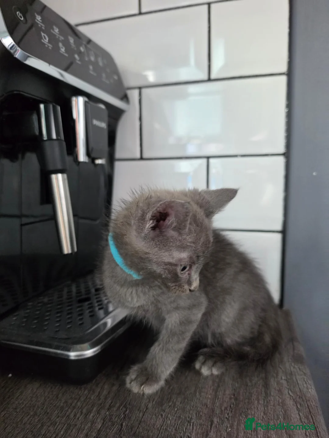 Mixed Breed cats for sale: Russian Blue x Main Coon cross  - Advert 21