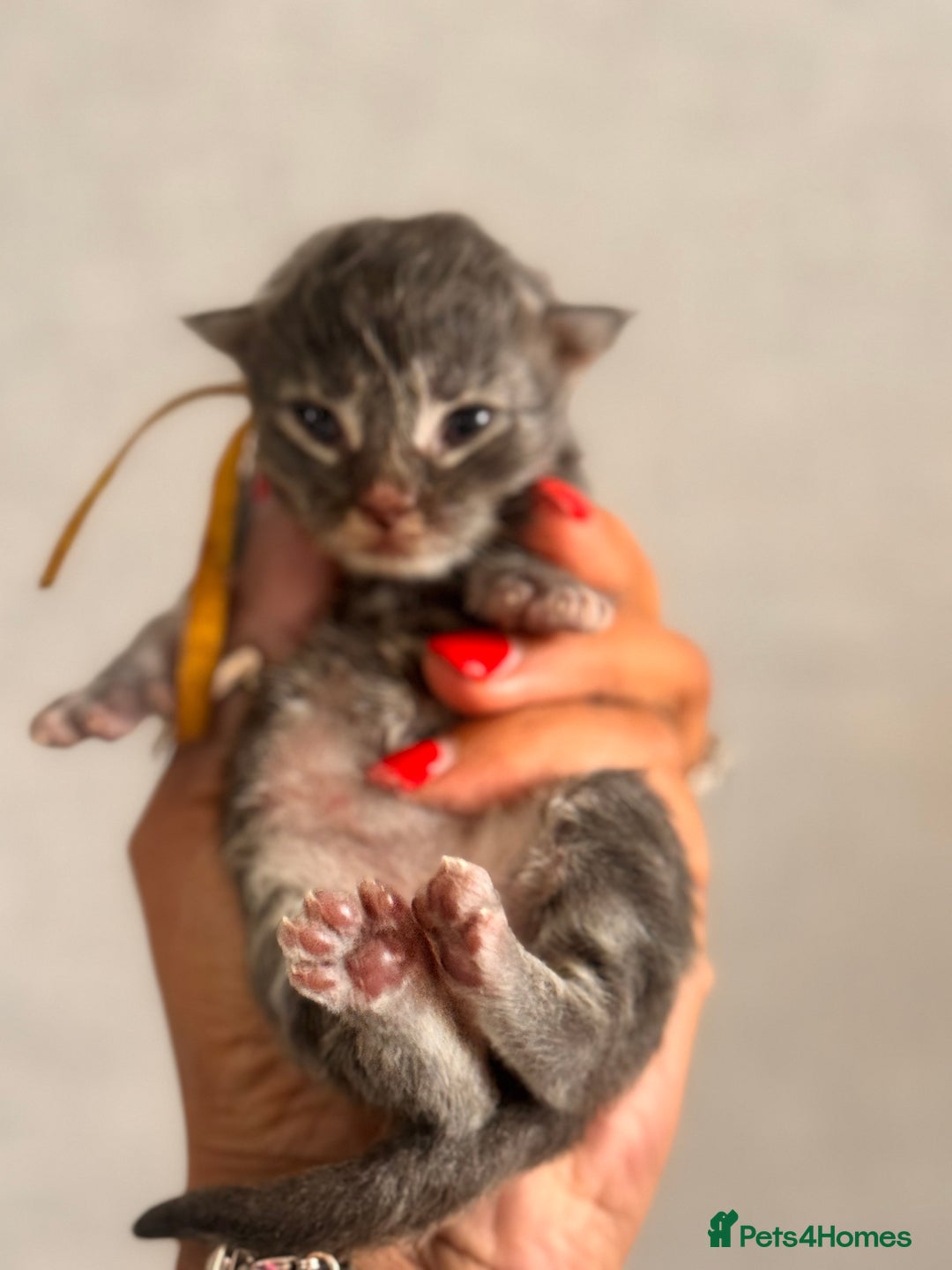 Maine Coon cats for sale: November Maine Coon Litter – Waiting List Open! - Advert 5