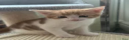 Mixed Breed cats for sale: Gorgeous, playful kittens for sale - Advert 19
