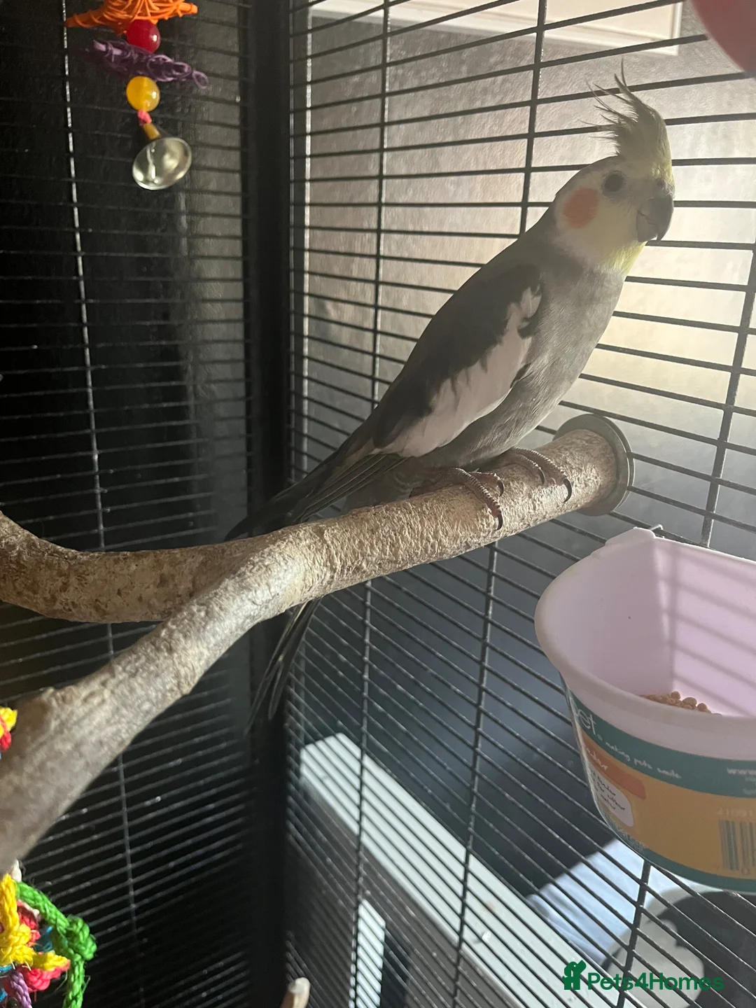 Cockatiels birds for sale: Cockatiel  in Weymouth - Advert 1