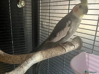 Cockatiels birds Cockatiel - Advert 2