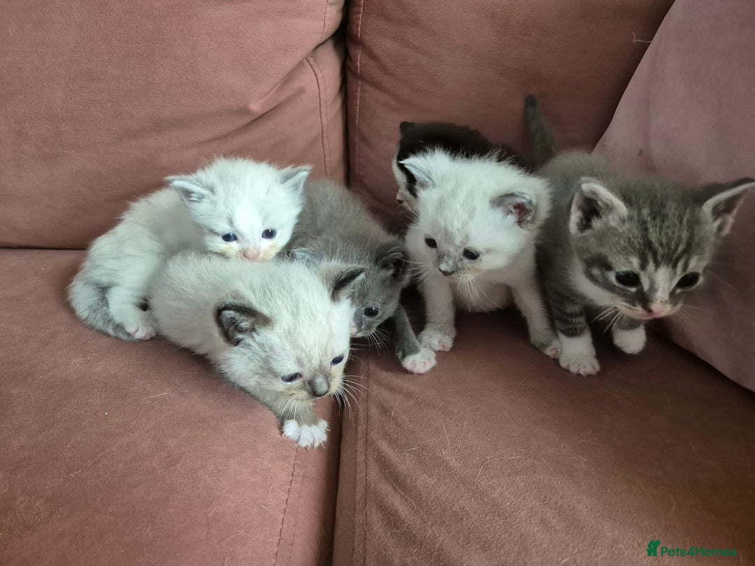 Ragdoll cats for sale: Ragdoll Kittens Gateshead - Image 15