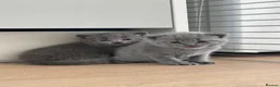 British Shorthair cats for sale: British shorthair-blue kittens  - Advert 6