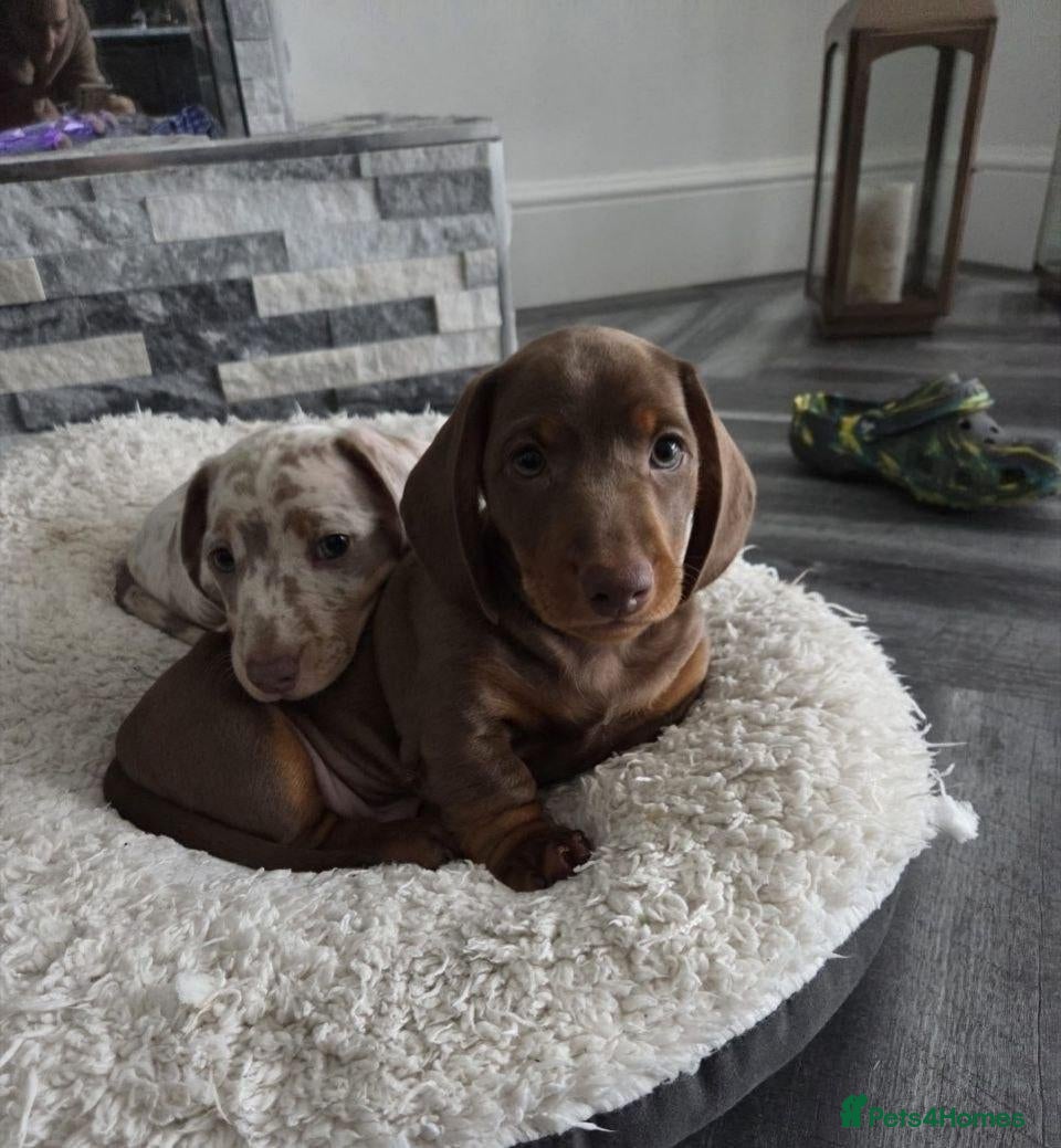 Miniature Dachshund dogs Beautiful Miniature Dachshund Puppies - Advert 1