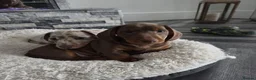 Miniature Dachshund dogs for sale: Beautiful Miniature Dachshund Puppies in Southport - Advert 2
