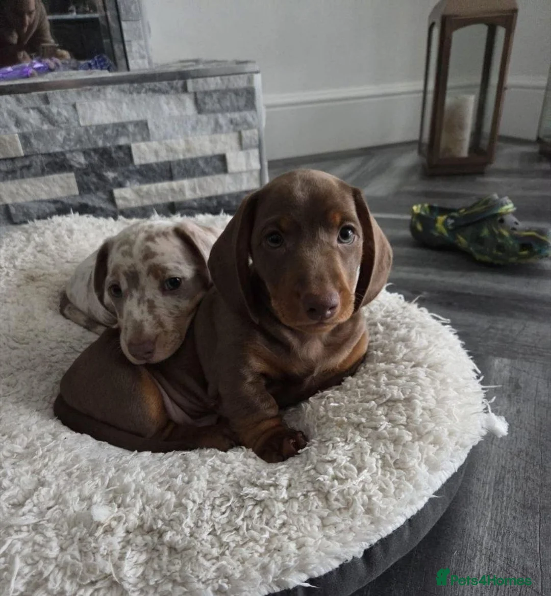 Miniature Dachshund dogs for sale: Beautiful Miniature Dachshund Puppies in Southport - Advert 2