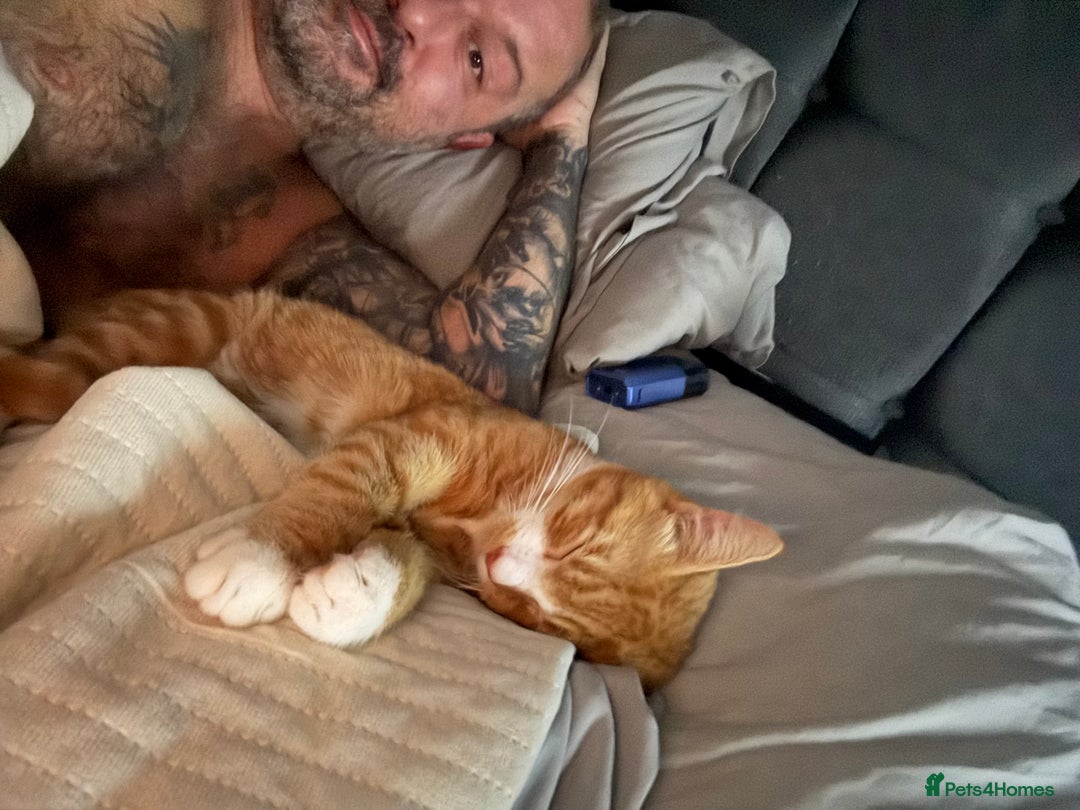 Mixed Breed cats for sale: Ginger male called Pheonix  - Image 3