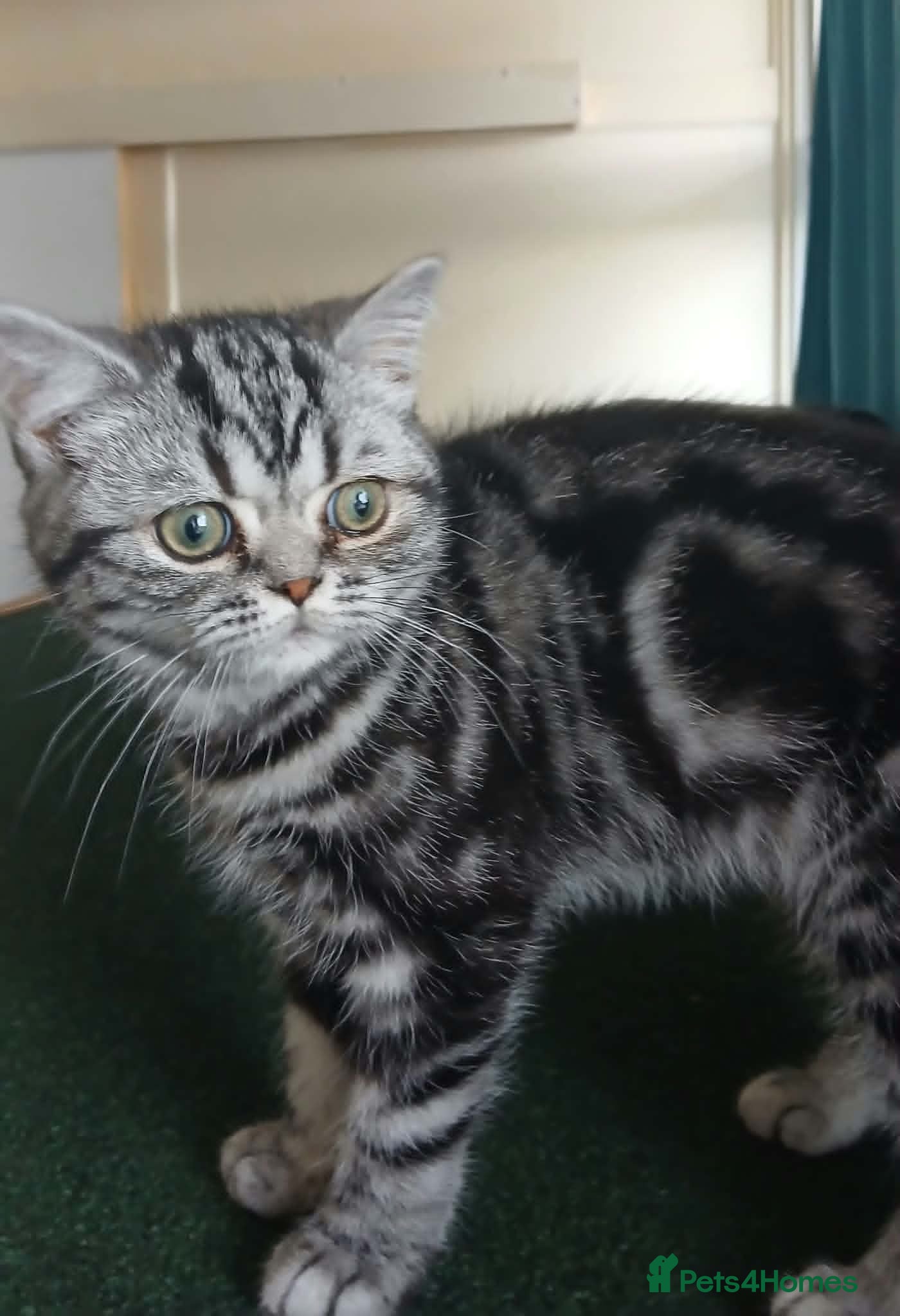 British Shorthair cats Bsh. Silver Classic Tabby . - Advert 8