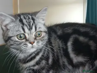 British Shorthair cats Bsh. Silver Classic Tabby . - Advert 1