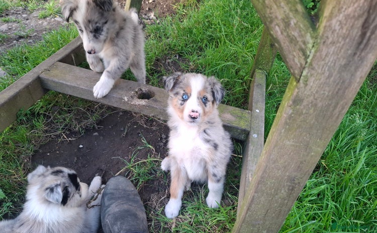 Border Collie dogs - Advert 3