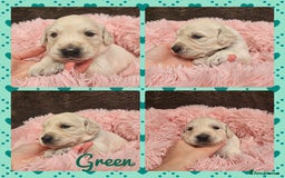 Golden Retriever dogs for sale: 9 KC registered, from imported lines puppies  - Image 26