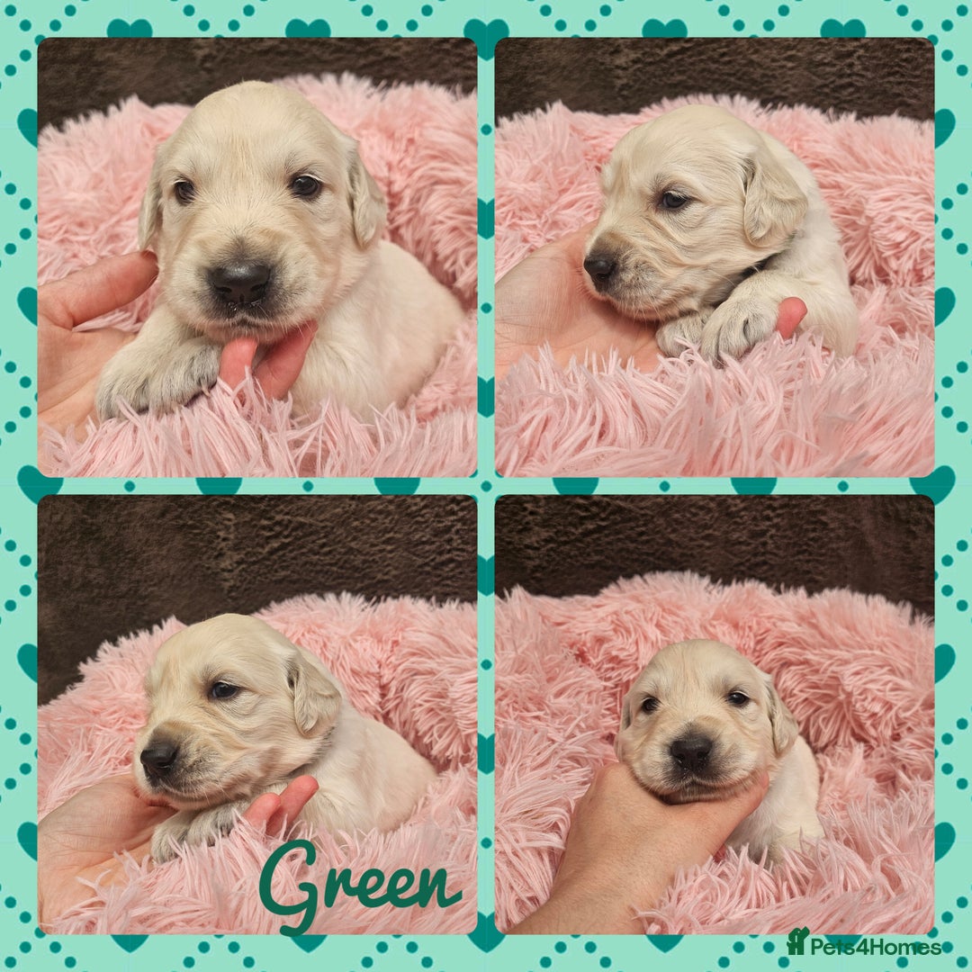 Golden Retriever dogs for sale: 9 KC registered, from imported lines puppies  - Image 26