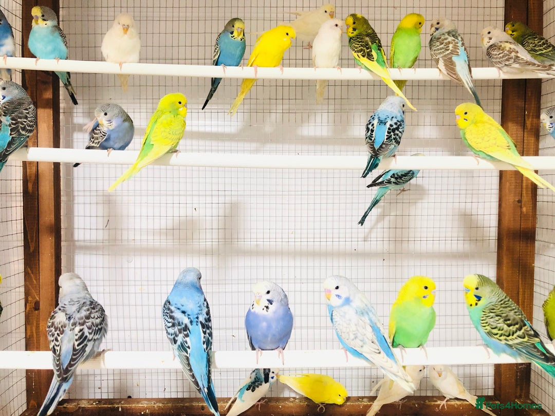 Budgerigars birds for sale: Beautiful baby budgies for sale. - Image 7