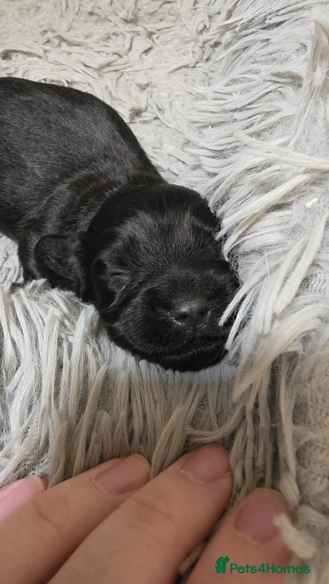 Cocker Spaniel dogs for sale: Feamle Cocker spaniel puppy  in Derby - Advert 2