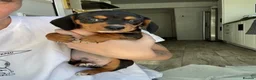Chiweenie dogs for sale: 1 year old dachshund looking for forever home - Advert 5