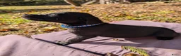 Mixed Breed dogs for sale: Labrador x rottweiler pups  - Advert 22