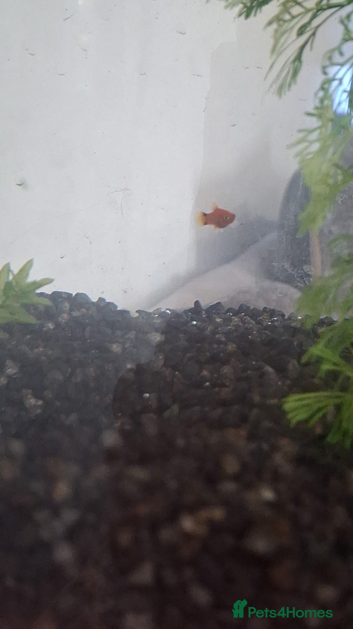 Platies fish Baby platies for sale  - Advert 1