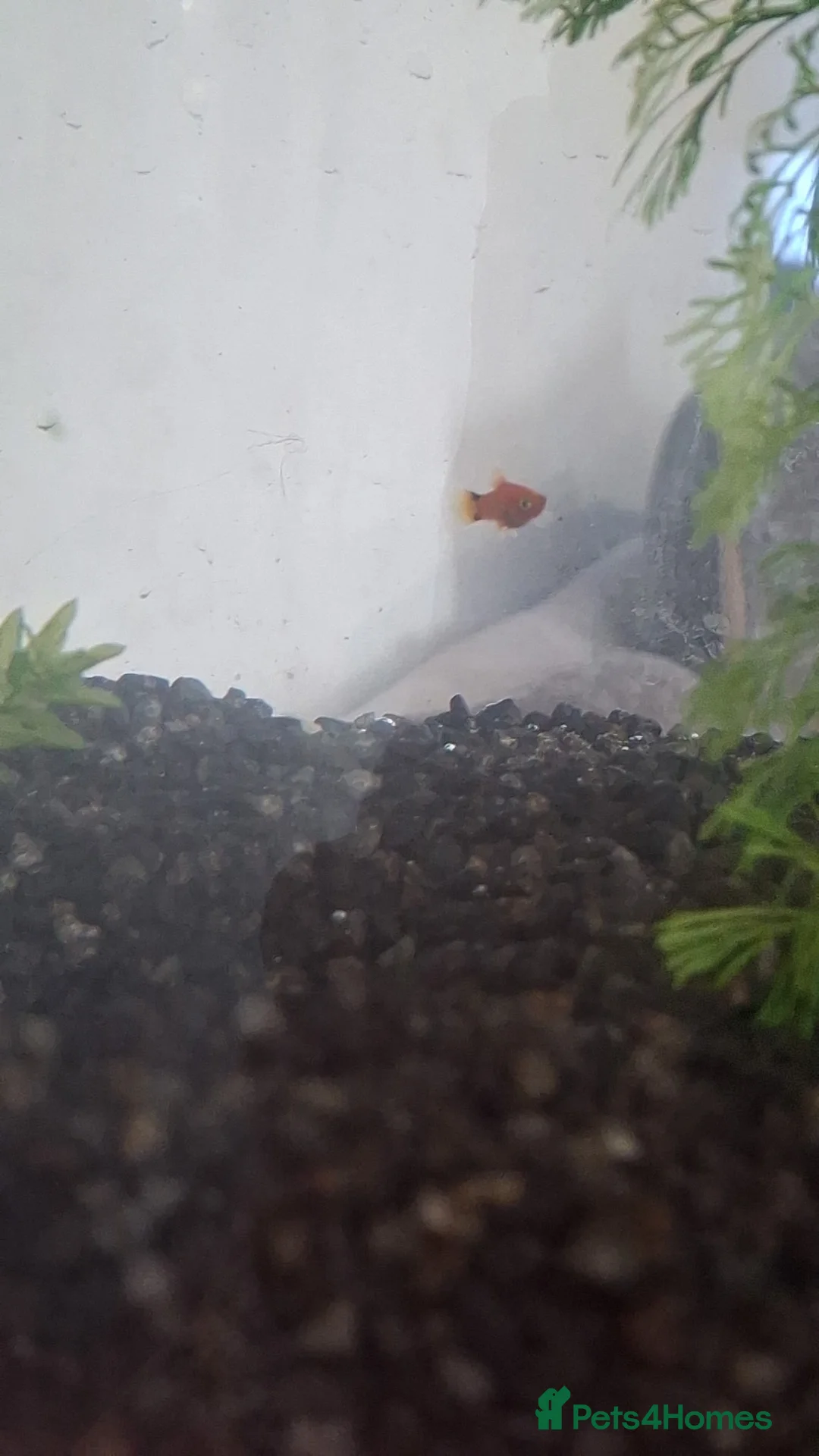 Platies fish for sale: Baby platies for sale  in Nuneaton - Advert 1