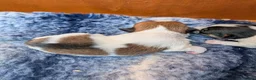 Jack Russell dogs for sale: Mini jack Russell  - Advert 5
