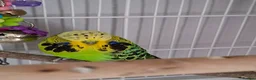 Cockatiels birds for sale: 2 Silly tame cockatiels proven show pair budgies  - Advert 4