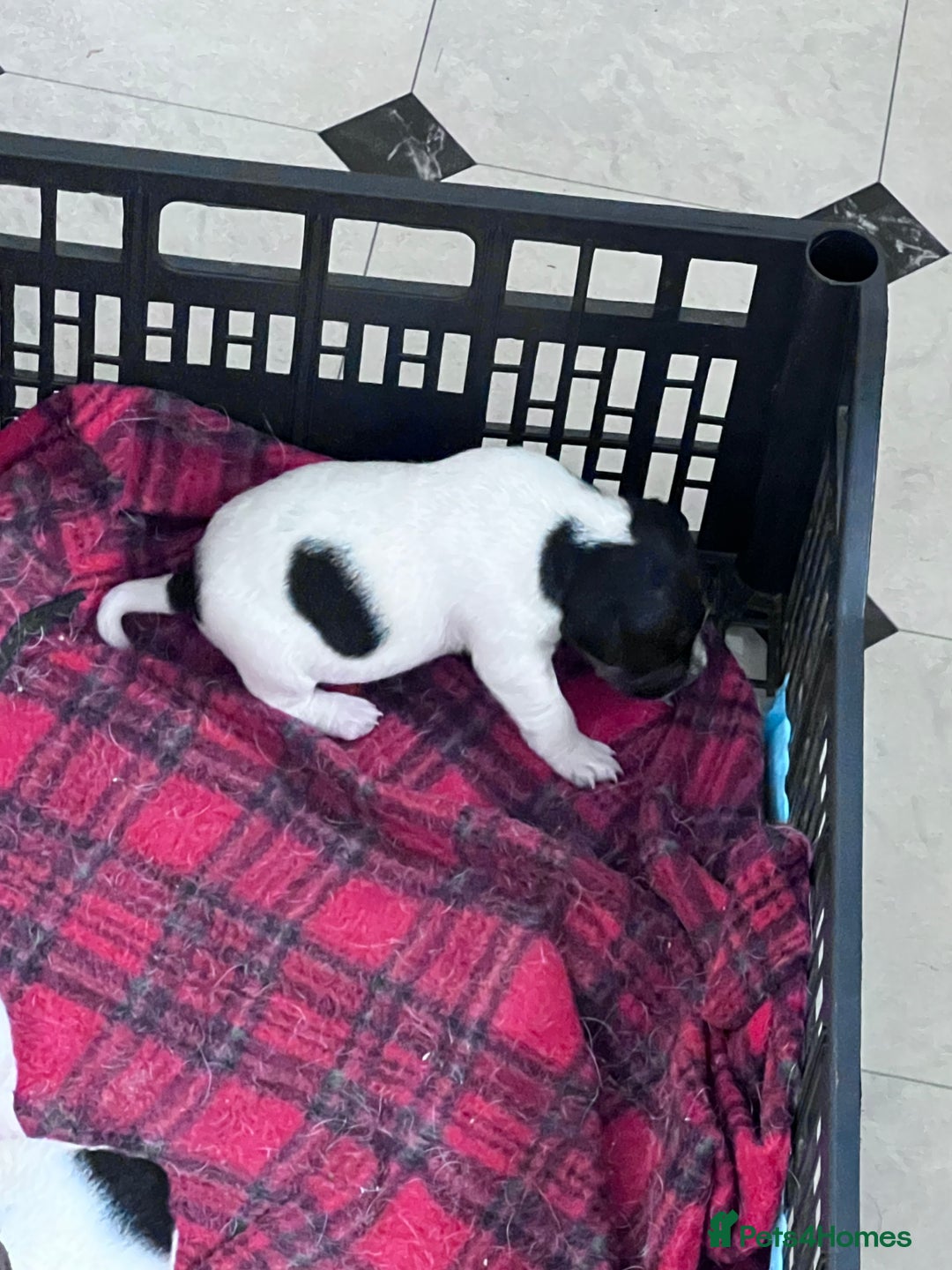 Parson Russell dogs for sale: Tricolour Paraon Russell pups - Advert 6