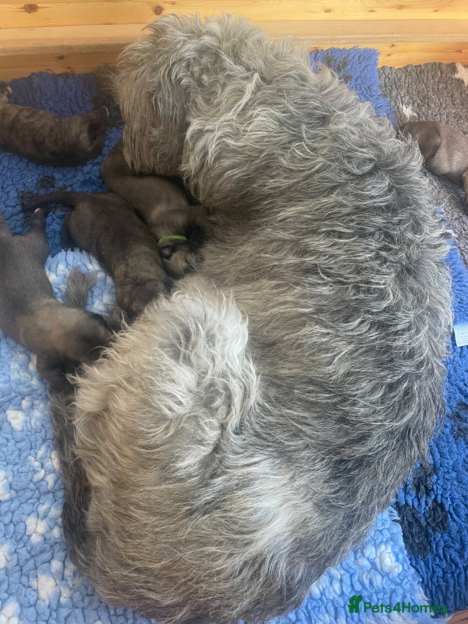 Irish Wolfhound dogs Beautiful Irish wolfhound puppies  - Advert 1